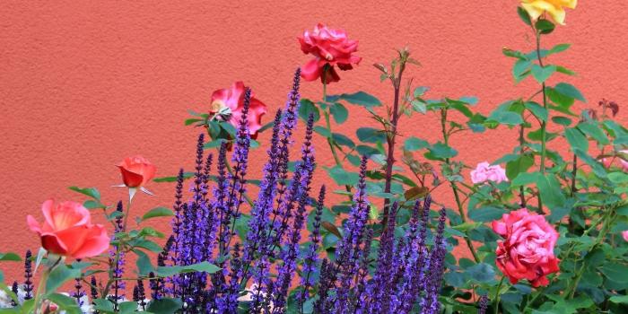 1920x1200 Lavender in a rose bush wallpaper - Flower wallpapers - #46912