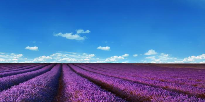 2880x1920 Lavender Fields Wallpaper 809968 – Desktop Wallpaper