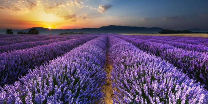 1920x1080 Download desktop wallpaper Sunrise On The Lavender Fields Provence