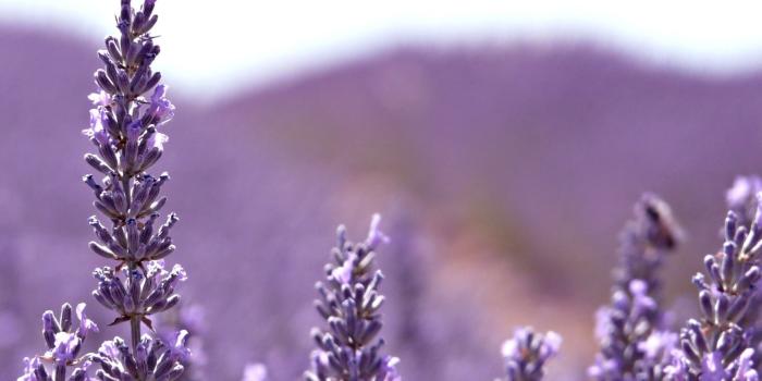 1920x1200 Lavender, Mountains HD desktop wallpaper : High Definition 1920x1200