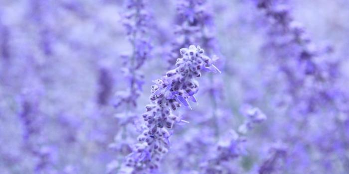 1920x1200 Lavender Flower Wallpaper (70+ pictures)