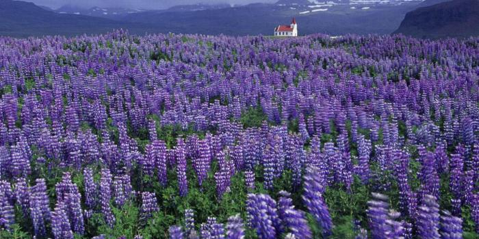 1366x768 40+] Lavender Fields Desktop Wallpaper on WallpaperSafari