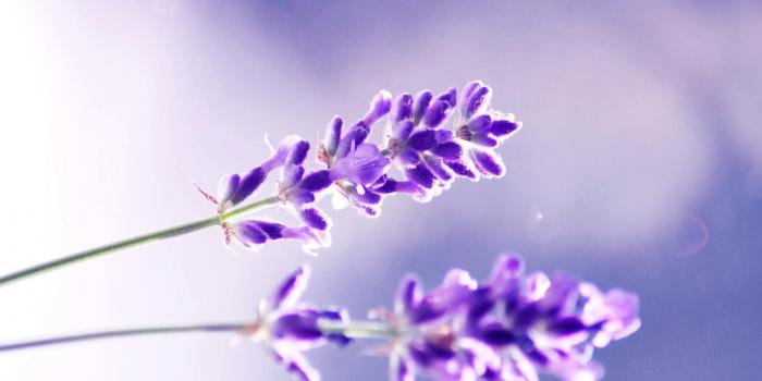 1600x1200 Lavender Flowers Desktop Wallpaper, Lavender Flowers Pictures | Cool