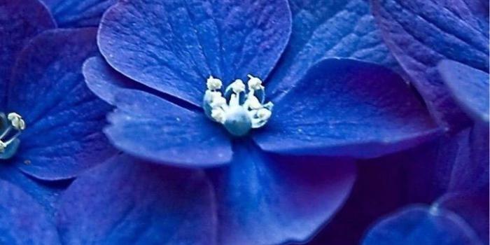 717x1280 Rhonda Gilmore on Flower backgrounds in 2019 | Blue