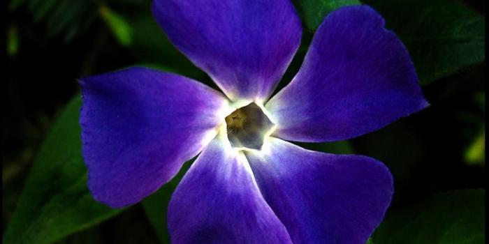 1024x768 American Fun on Vibrant Colors of many things | Indigo flower