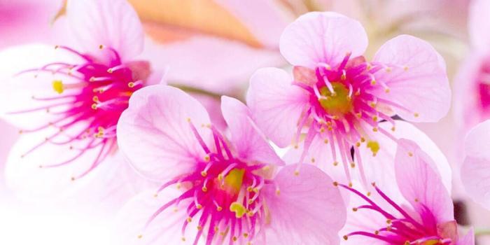 1080x1920 Shannie ♡ on Nature in 2019 | Flower wallpaper, Iphone