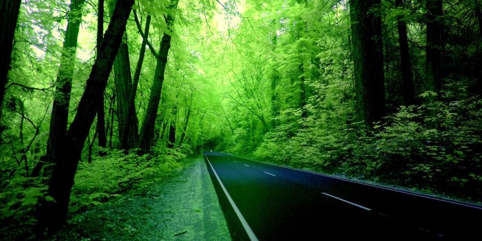 2880x1800 Forests Huge Nature Forests Green Trees Landscape Greenery Tall