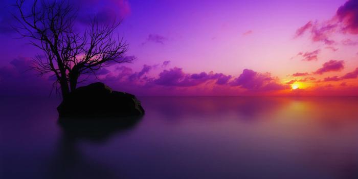 1920x1200 66+ Purple Nature Wallpapers on WallpaperPlay