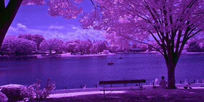 1157x770 60+ Purple Nature Wallpapers - Download at WallpaperBro