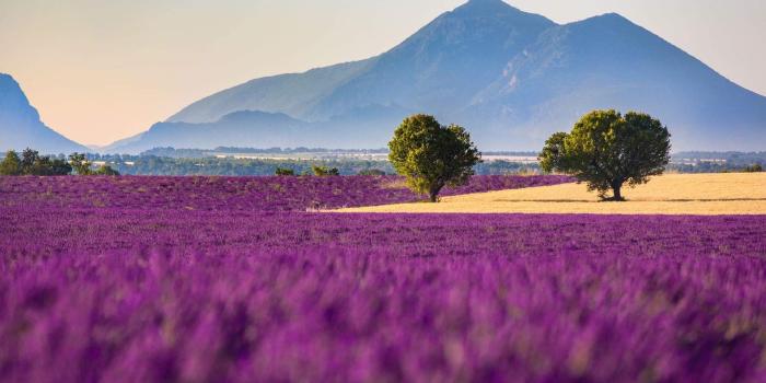 1920x1080 66+ Purple Nature Wallpapers on WallpaperPlay