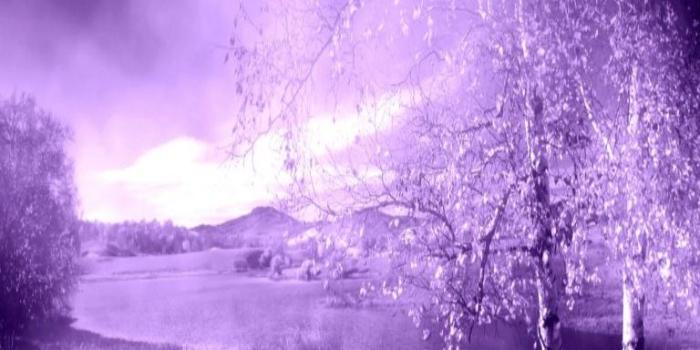 768x1280 Free download Blackberry Purple green nature wallpaper for personal