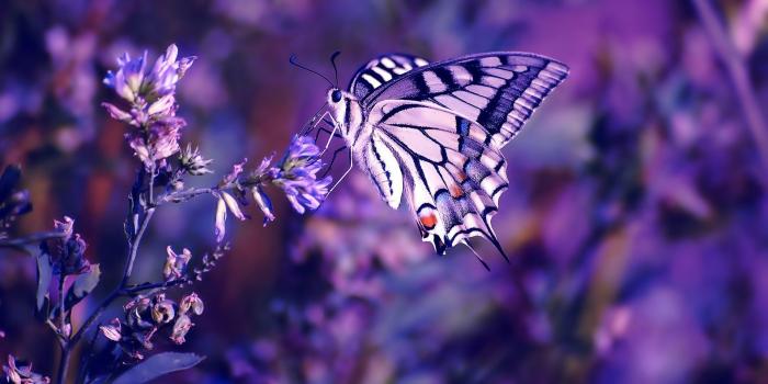 1920x1200 nature, Flowers, Butterfly, Insects, Purple Wallpapers HD / Desktop