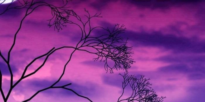 1080x1920 66+ Purple Nature Wallpapers on WallpaperPlay