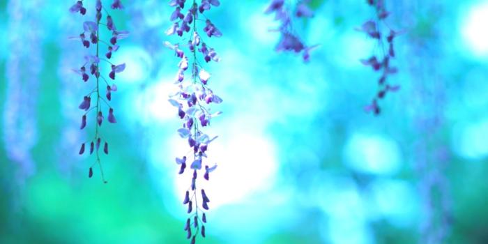 1528x976 Flowers Wisteria Purple Nature Hd Wallpaper | Android Wallpapers