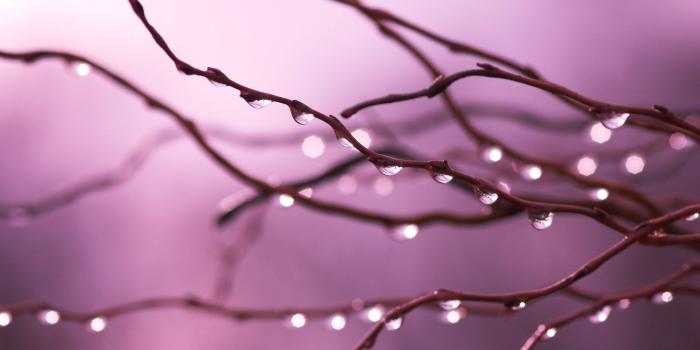 1920x1200 Purple Nature Wallpaper Group (49+)