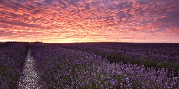 1392x735 15 Best Nature Wallpapers in 4K and Full HD for Desktop and Mobile