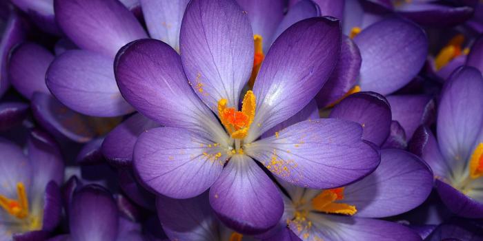 2560x1600 Purple Crocus Wallpaper Flowers Nature Wallpapers in jpg format for