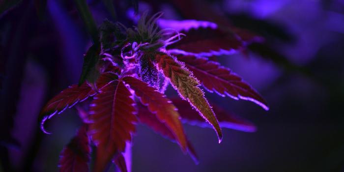 2560x1440 2862665 cannabis purple nature dark plants leaves macro depth of