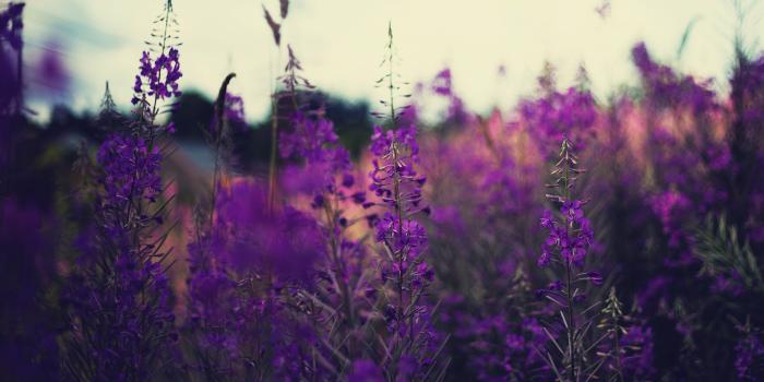 4757x3067 plants, Lavender, Flowers, Purple flowers, Depth of field, Nature 4K