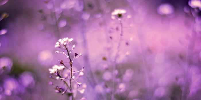 1920x1200 66+ Purple Nature Wallpapers on WallpaperPlay