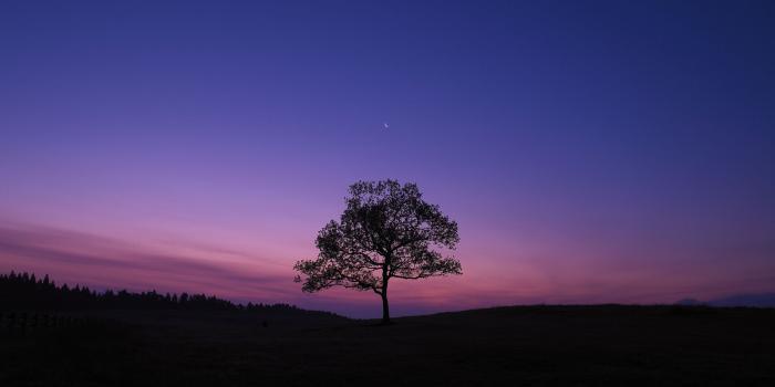 1920x1080 1920x1080 Dark Sky Tree Purple Sky Nature Laptop Full HD 1080P HD 4k