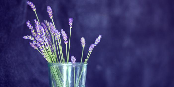 5616x3744 5340450 5616x3744 #holistic, #nature wallpaper, #floral, #relax