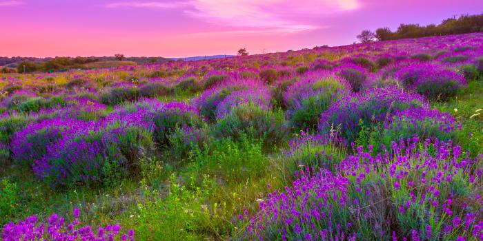 4752x3168 180 4K Ultra HD Purple Wallpapers | Background Images