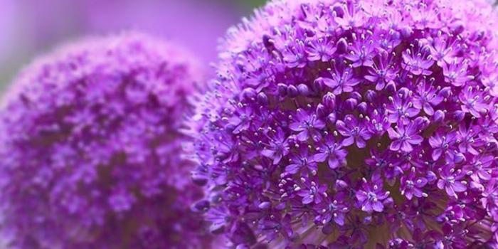 744x1392 Natural Purple Flowers - The iPhone Wallpapers