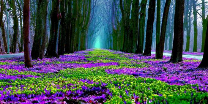 1600x900 Forest Purple Flowers Spring Nature HD Wallpaper - Wallpaper Stream