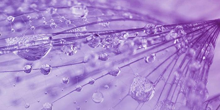 750x1334 iPhone7papers - vj72-nature-rain-drop-flower-purple-pattern