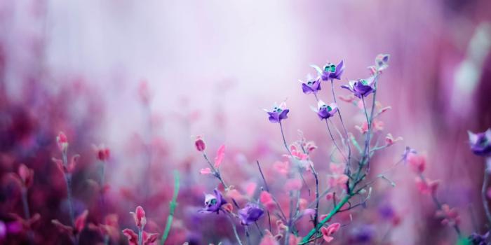 2560x1440 Wallpaper Wildflowers, 4k, HD wallpaper, purple, Nature #4704