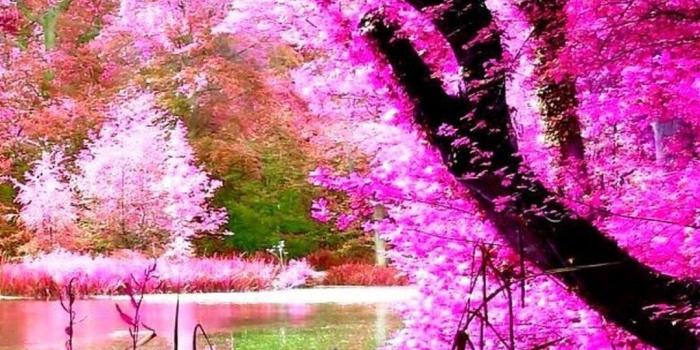 1080x1920 Pink Nature Wallpaper Android - 2019 Android Wallpapers