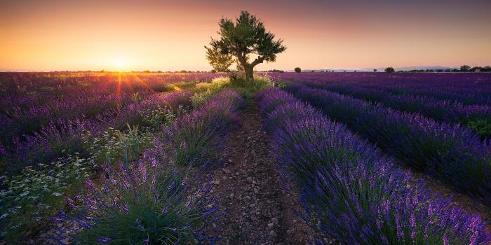 2048x1365 5090667 Lavender, Summer, Tree, Field, Sunrise, Purple Flower