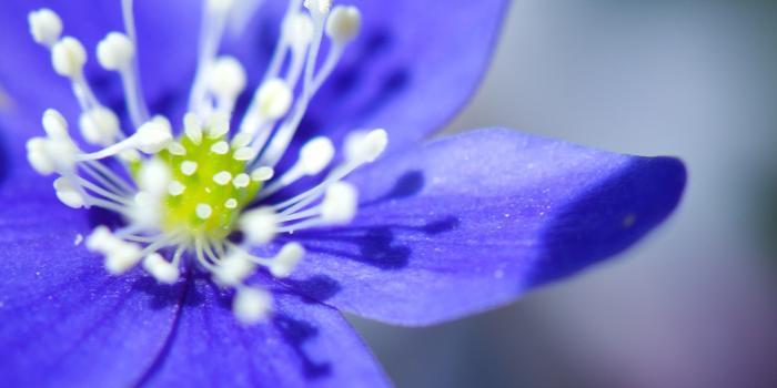 2560x1600 61+ Pretty Flower Wallpapers on WallpaperPlay