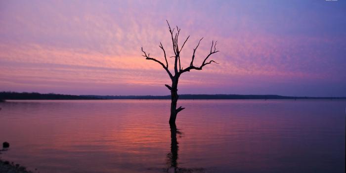 1920x1080 Single tree in the purple lake wallpaper - Nature wallpapers - #52066
