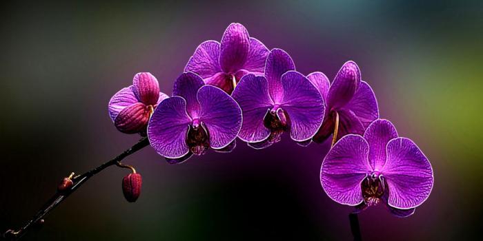 1520x972 Flowers Art Purple Nature Wallpaper | Wallpapers Plain