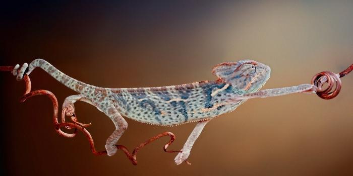 1920x1200 Camelon Chillout wallpaper | 1920x1200 | #12004