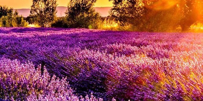 736x1308 The Perfect Set Of Wallpapers For Your New iPhone XR | Preppy Wallpapers