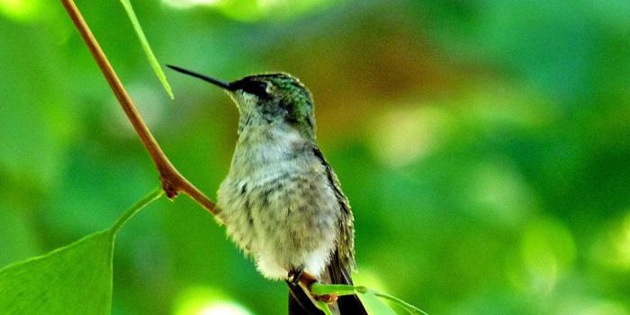 1024x768 Baby Hummingbird HD Wallpaper, Background Images