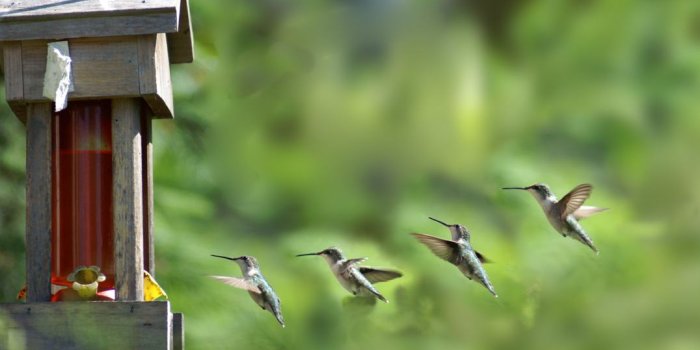 1076x768 Baby Hummingbird In Nest HD Wallpaper, Background Images