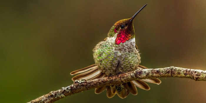 1920x1200 Download Free Hummingbird Wallpapers