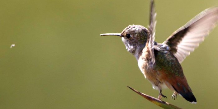 1024x768 Baby Hummingbird HD Wallpaper, Background Images