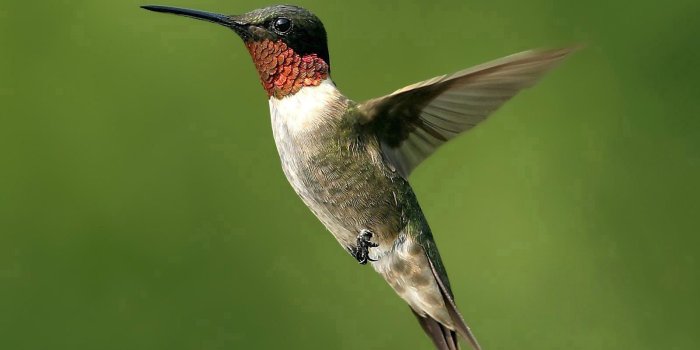 1600x1200 flying bird - Google Search | Bird | Hummingbird photos, Hummingbird