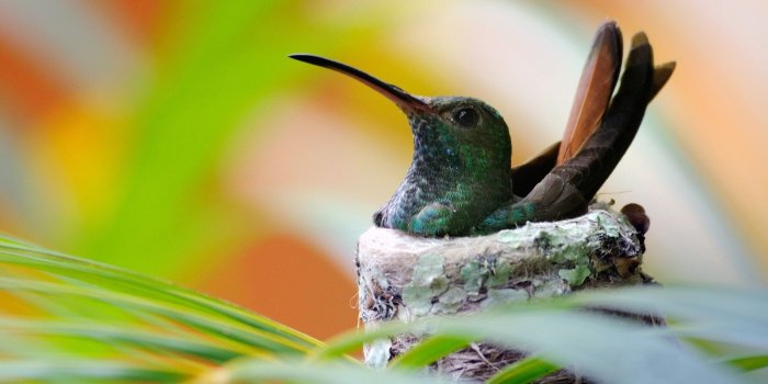 1920x1200 Baby Hummingbirds In Nest HD Wallpaper, Background Images