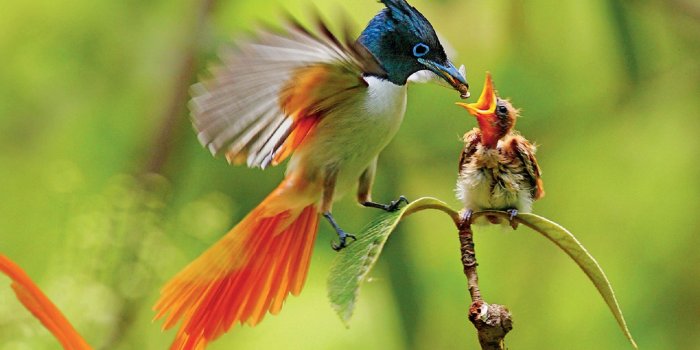 1920x1200 Asian Paradise Flycatcher Feeding Baby HD Wallpaper | Background