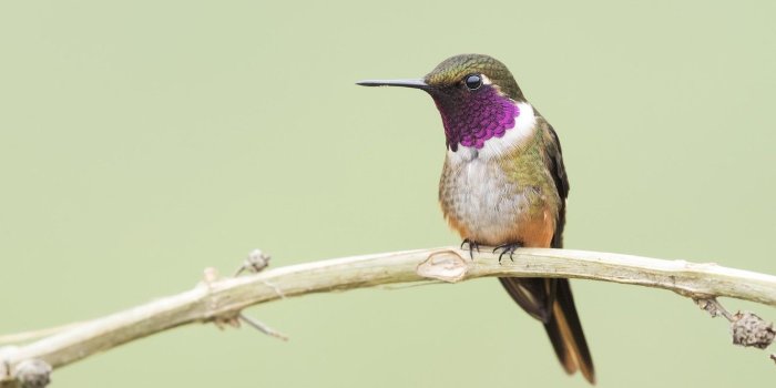 1332x850 Wallpaper branch, Hummingbird, baby images for desktop, section
