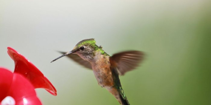 854x1280 Baby Hummingbird Flying HD Wallpaper, Background Images