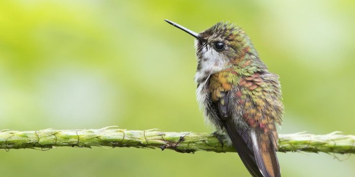 1332x850 Wallpaper Hummingbird, bird, baby images for desktop, section
