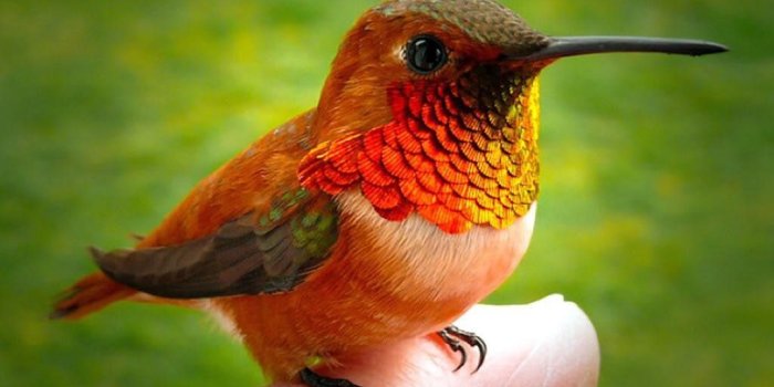 1024x768 Baby Hummingbird : aww