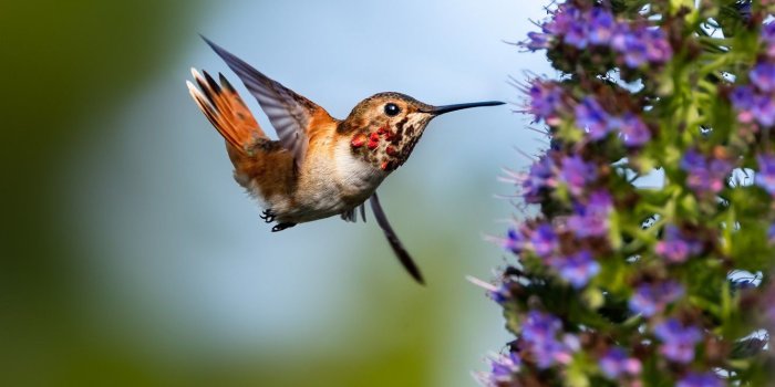 1332x850 Wallpaper flight, flowers, Hummingbird, baby images for desktop